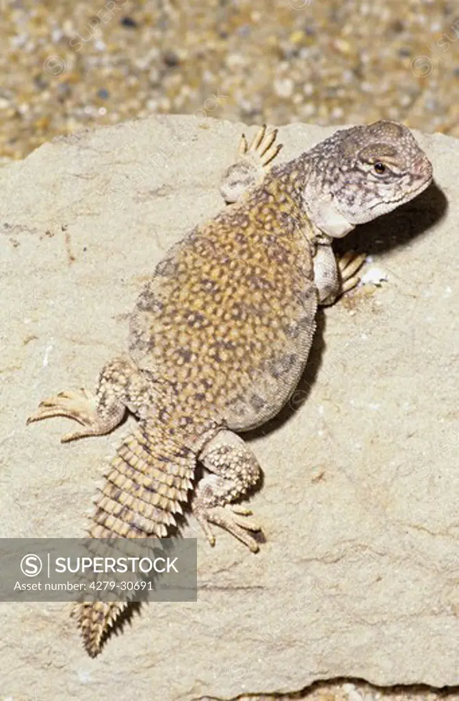 Bell's Dabb Lizard, Uromastyx acanthinura