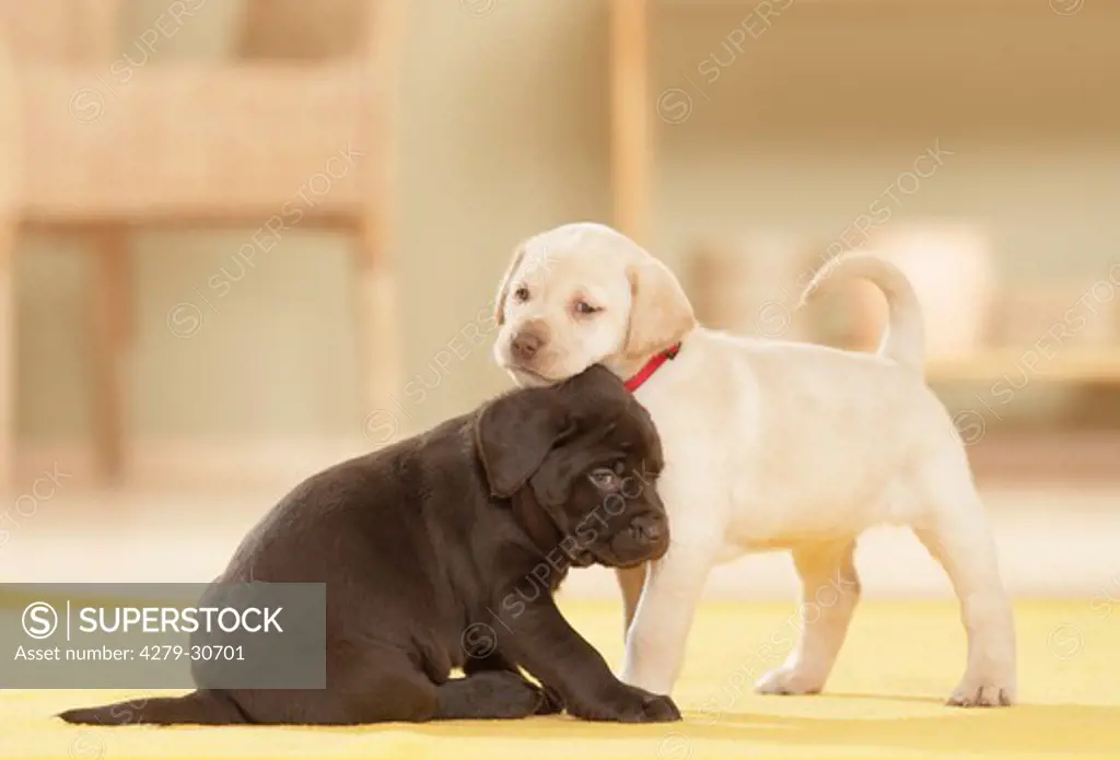 Labrador Retriever dog - two puppies