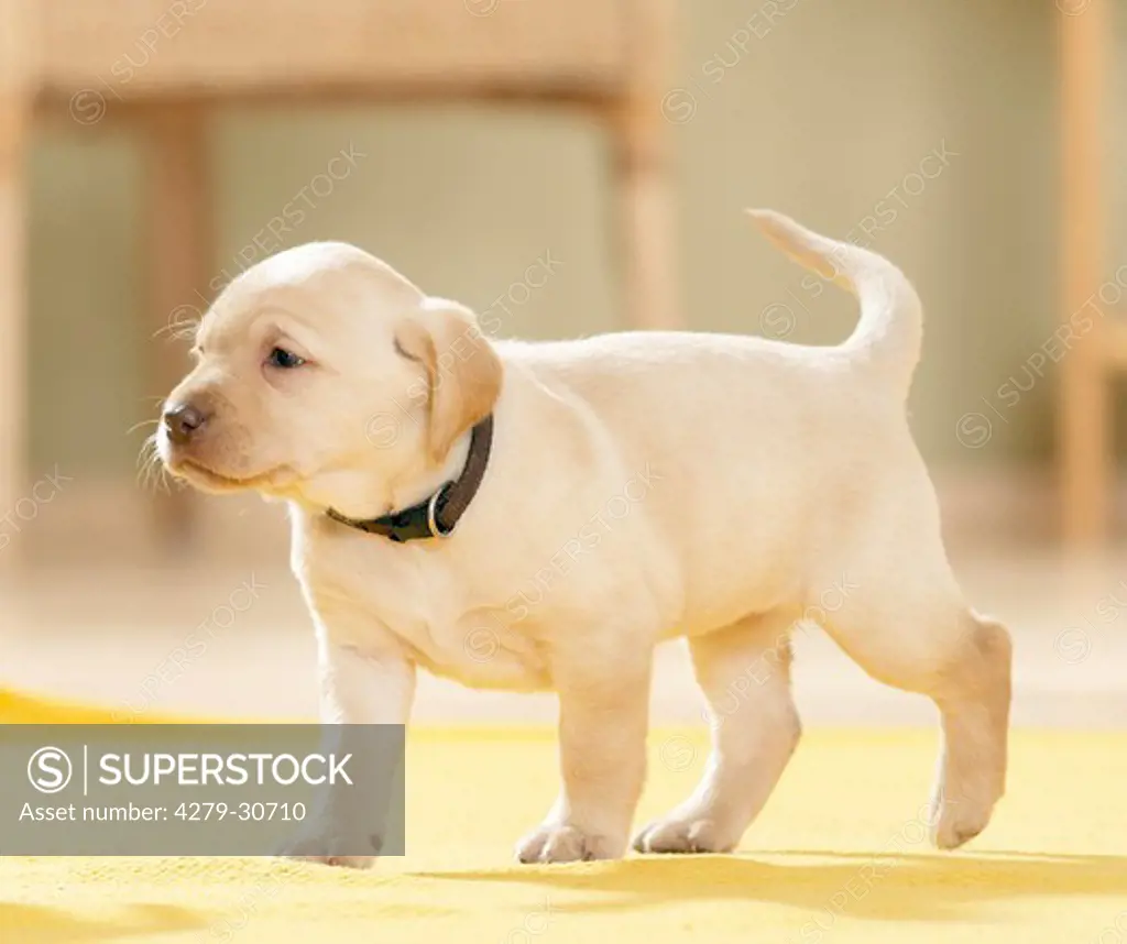 Labrador Retriever dog - puppy - walking
