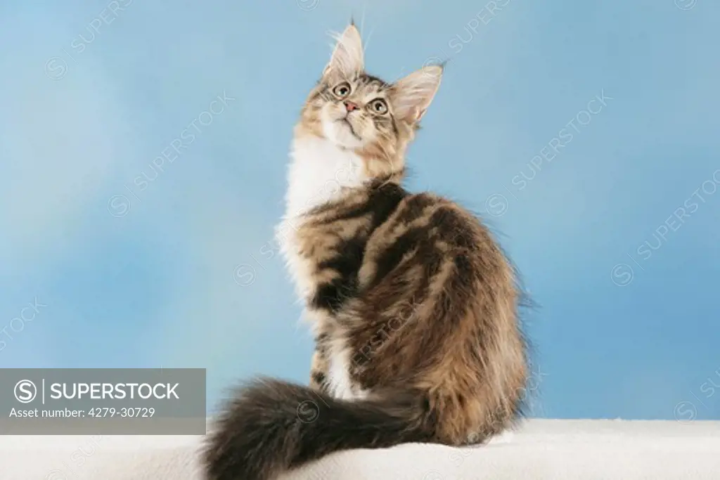 Maine Coon cat - sitting - cut out