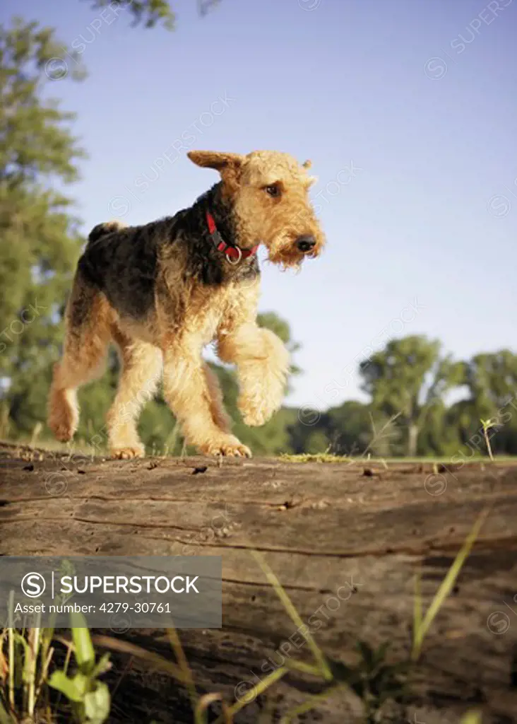 Airedale Terrier dog - walking on trunk