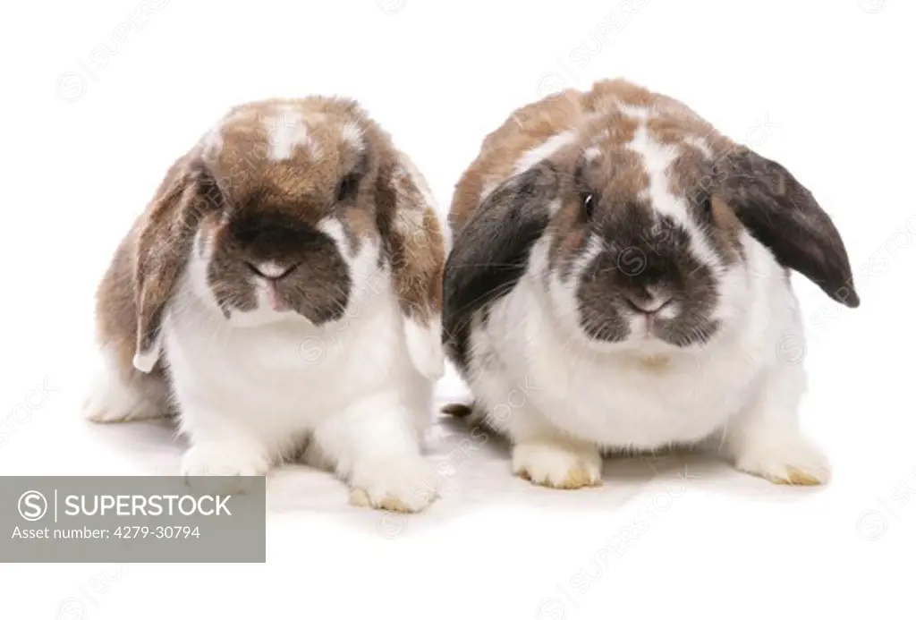 two French lop rabbits - cut out