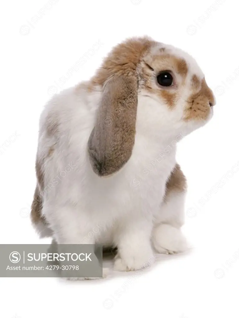French lop rabbit - cut out