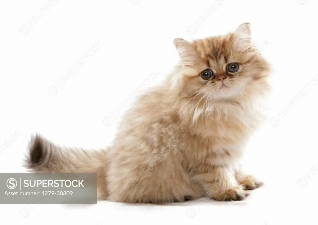 Persian cat - kitten - cut out