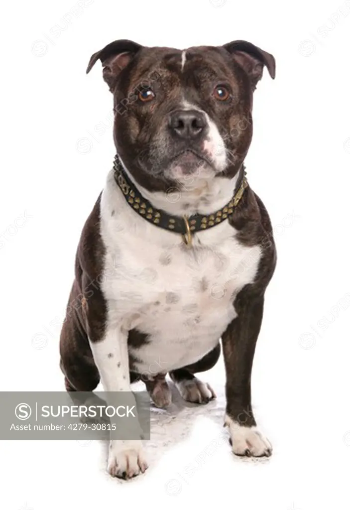 Staffordshire Bull Terrier dog - sitting - cut out