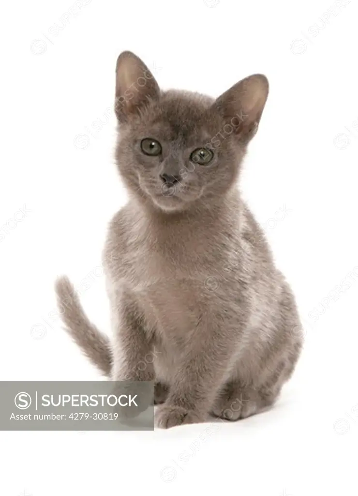 Burmese cat - kitten - cut out
