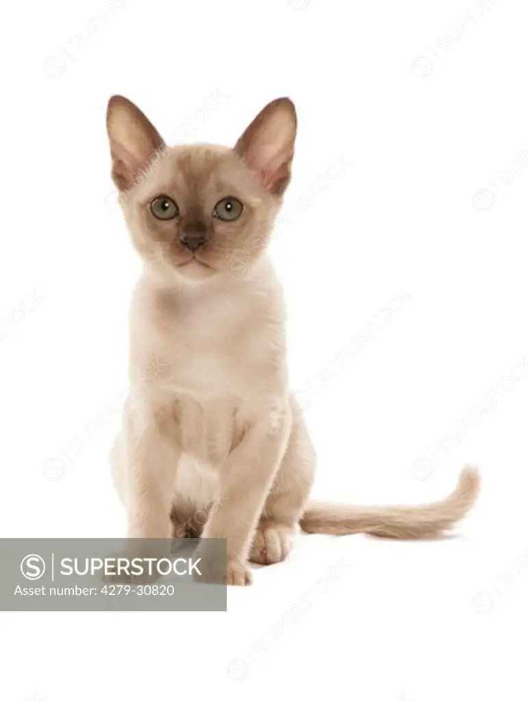 Burmese cat - kitten - cut out