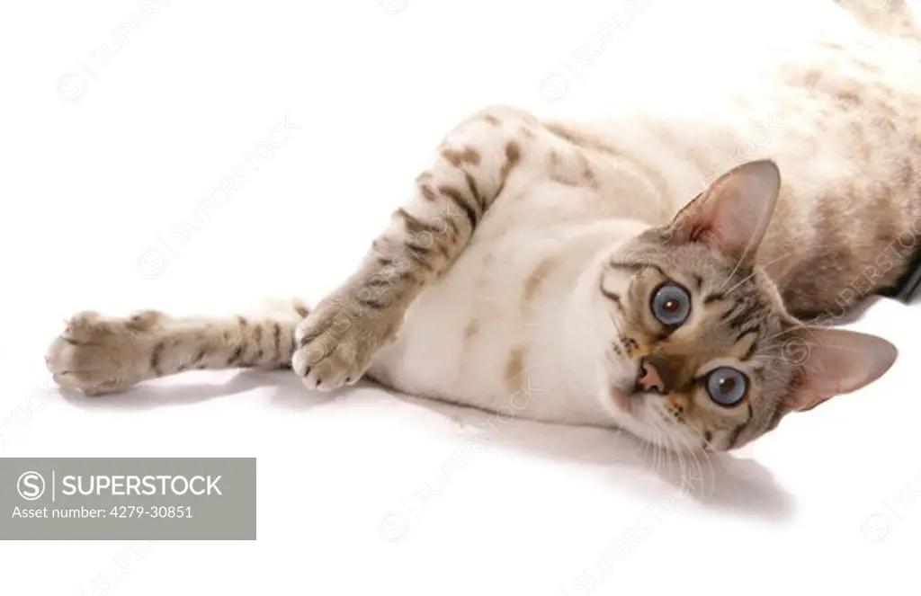 Bengal cat (snow spotted) - lying - cut out