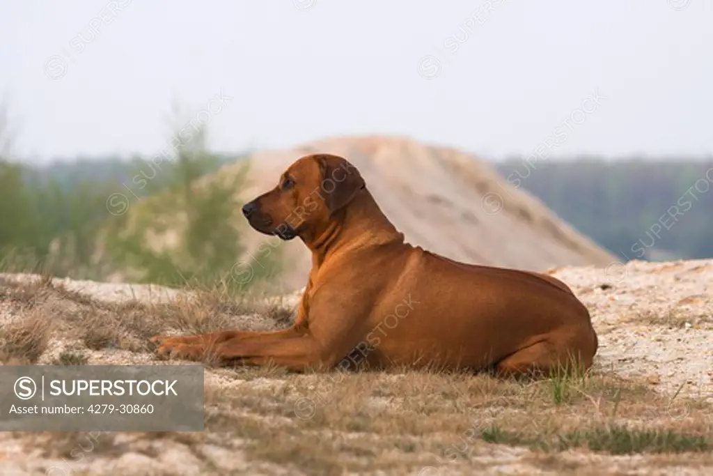 Rhodesian Ridgeback dog - lying