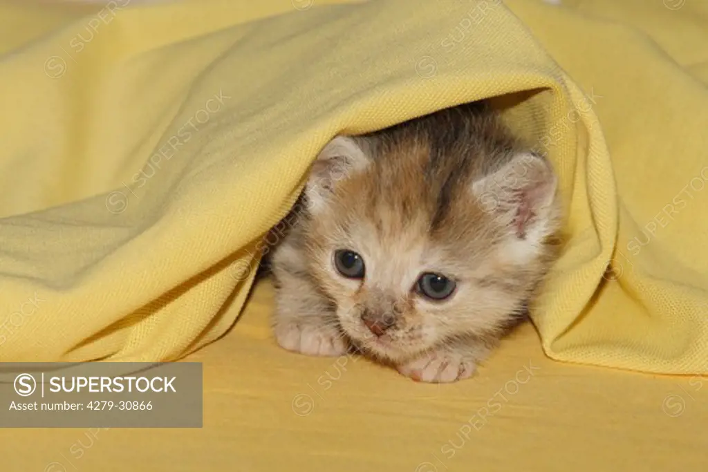 domestic cat - kitten lying under blanket