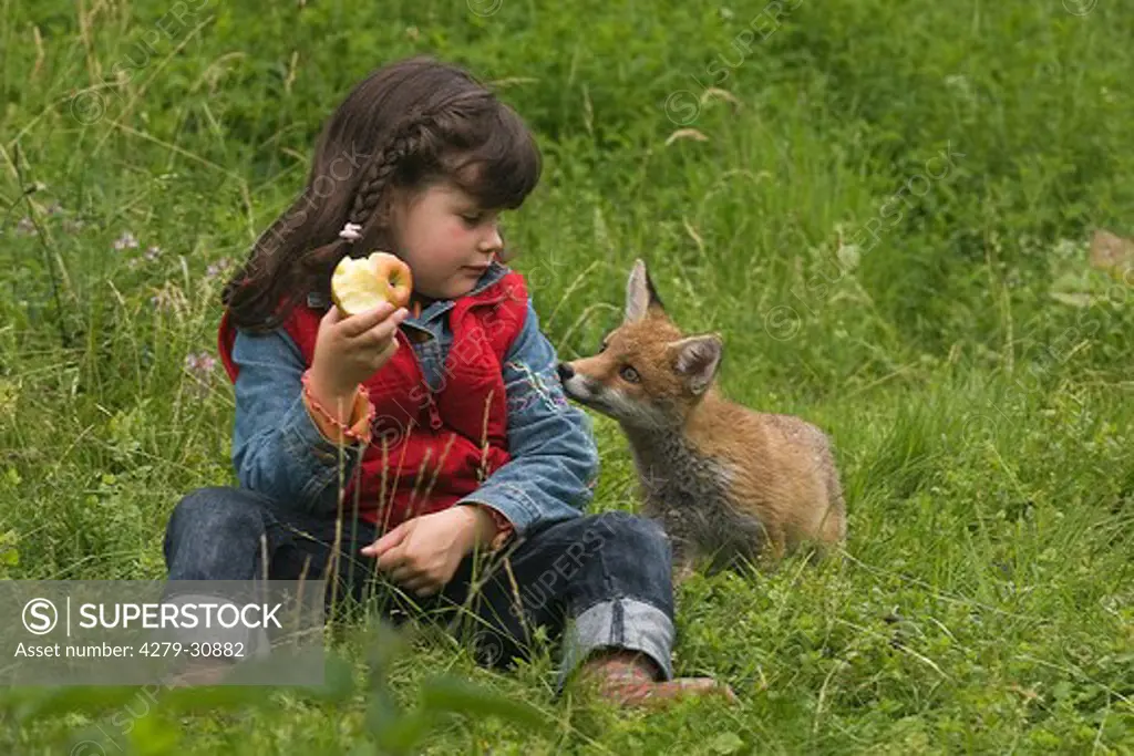 young red fox watching girl