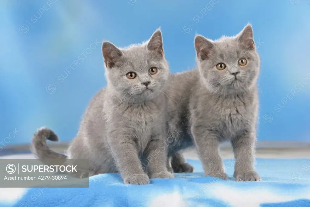 British shorthair cat - two kittens - cut out
