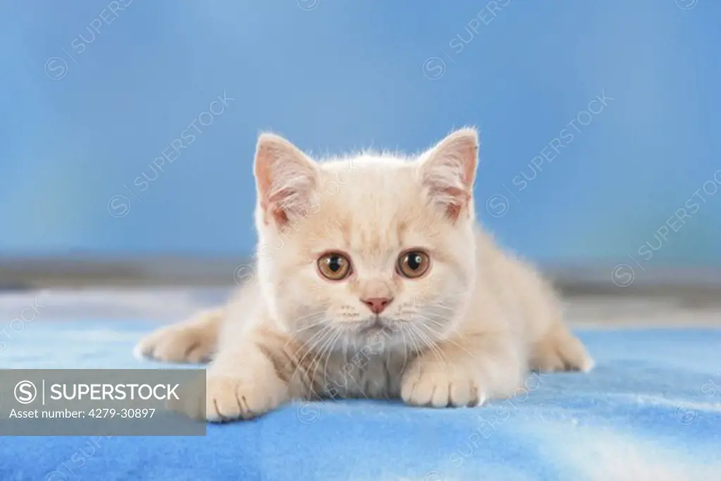 white kitten - lying