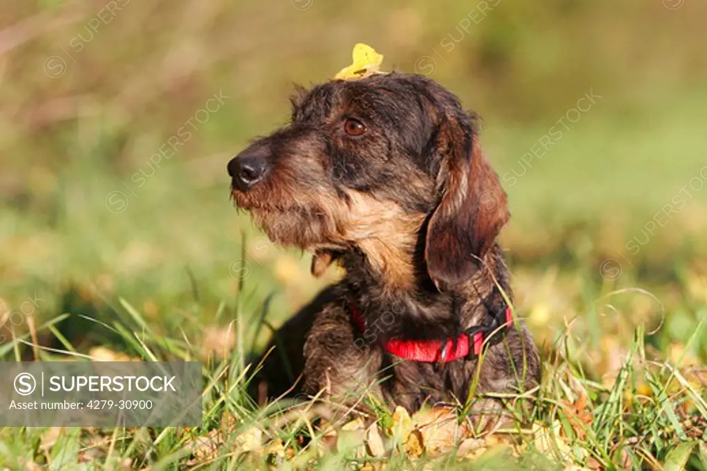 wire-haired Dachshund dog - lying in meadow