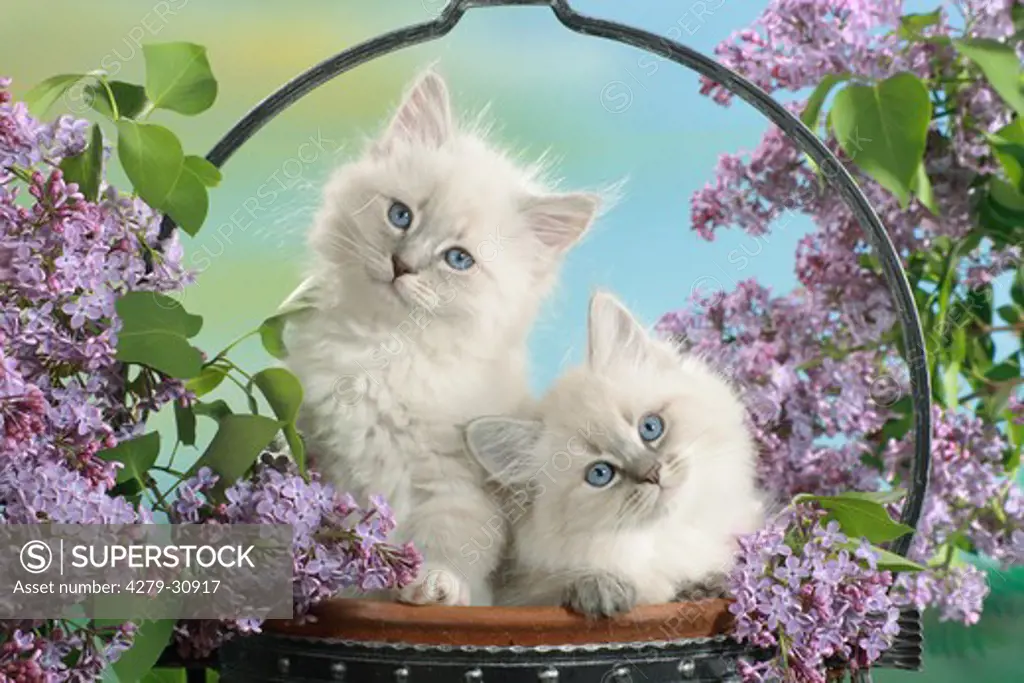 Neva Masquarade cat - two kittens between syringa blossoms
