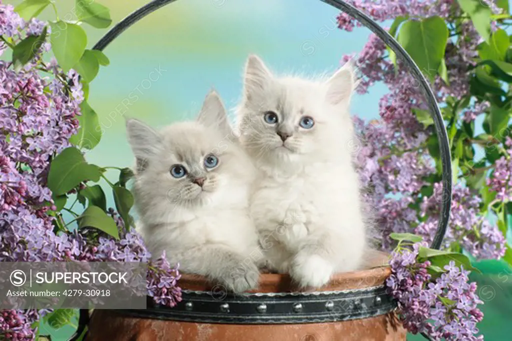 Neva Masquarade cat - two kittens between syringa blossoms