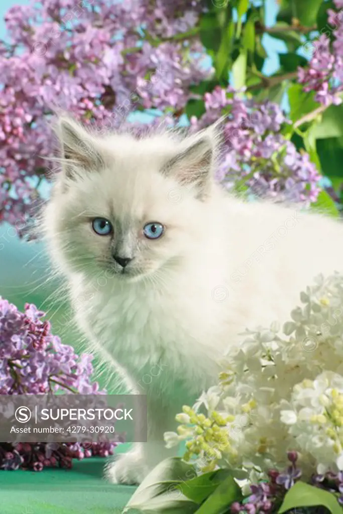 Neva Masquarade cat - kitten between syringa blossoms