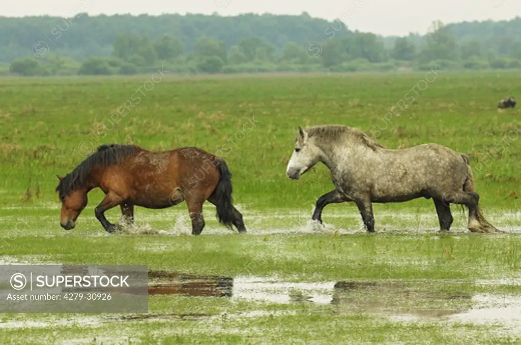 two Posavina horses - walking in water