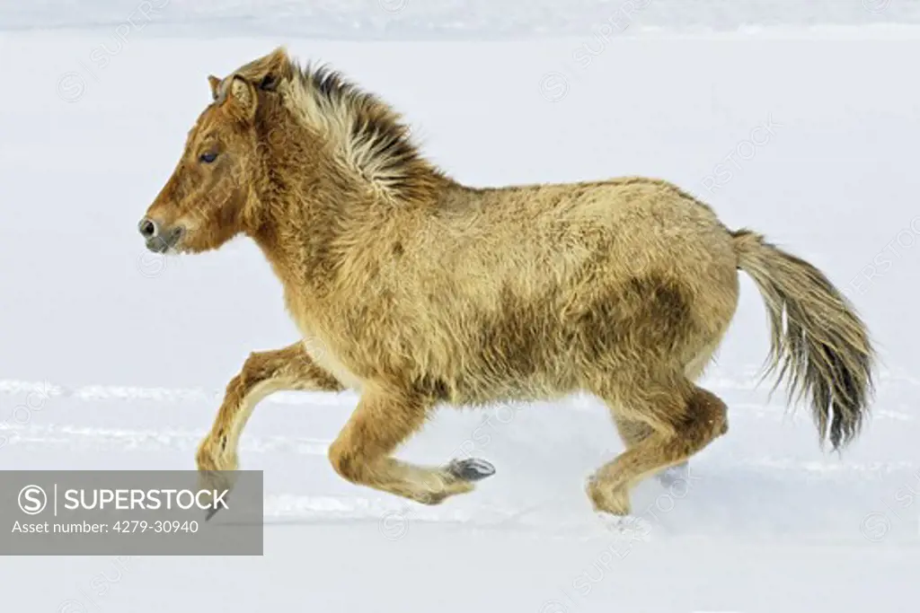 young Icelandic horse - galloping in snow