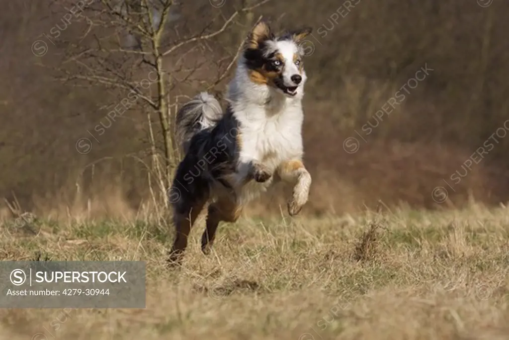 Australian Shepherd dog - running on meadow
