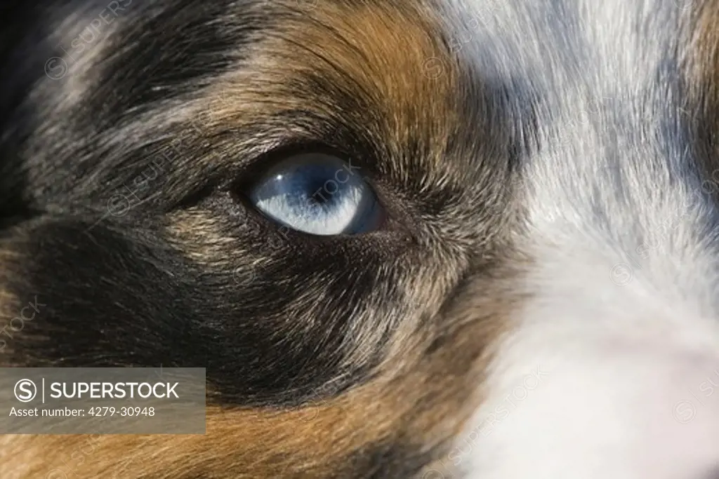 Australian Shepherd dog - eye