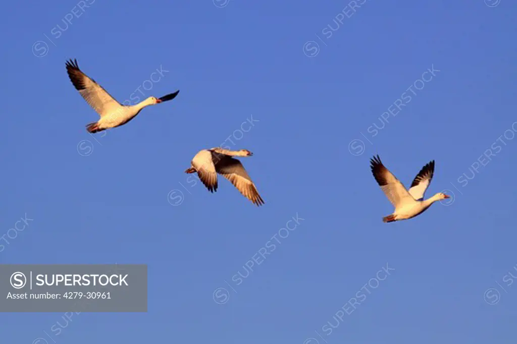 three snow geese - flying, Anser caerulescens