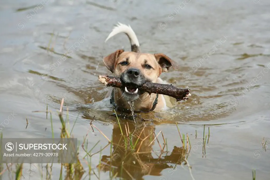 Jack Russell Terrier dog with stick - swimming in the water