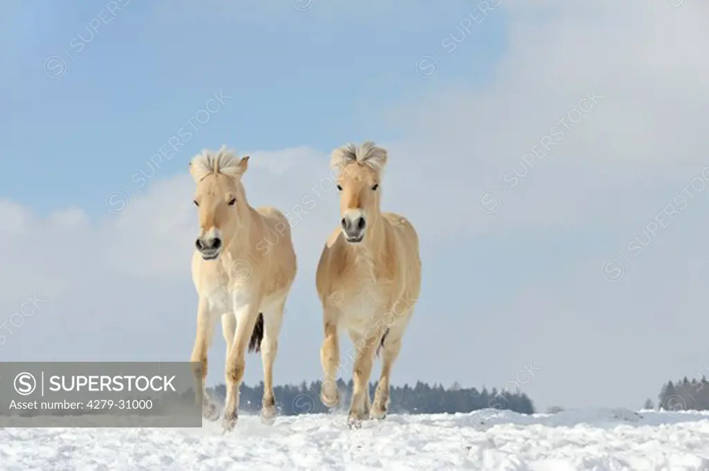 Norwegian fjord horse - two foals galloping in the snow