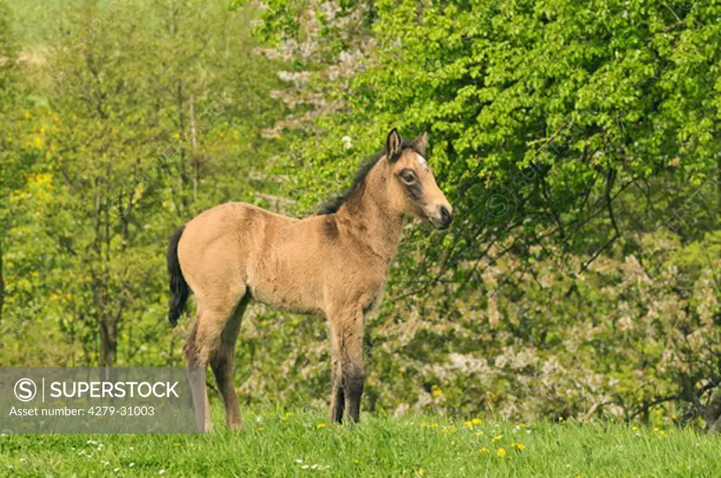Connemara pony foal - standing on a meadow