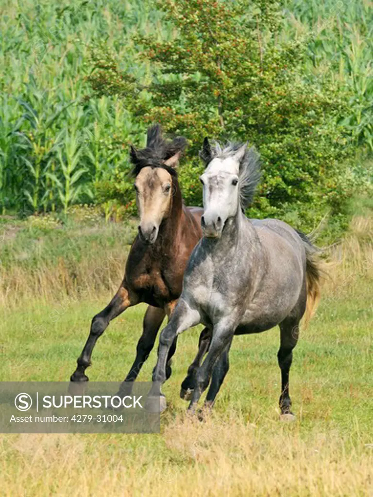 Connemara pony - stallion and mare galloping in the paddock