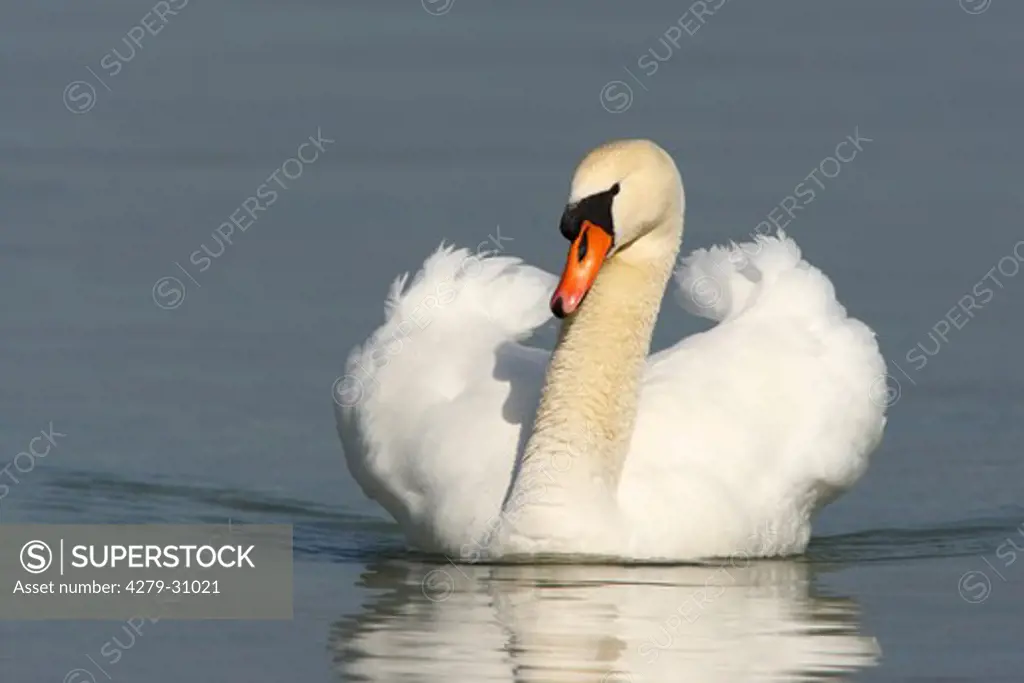 Mute swan - swimming, Cygnus olor