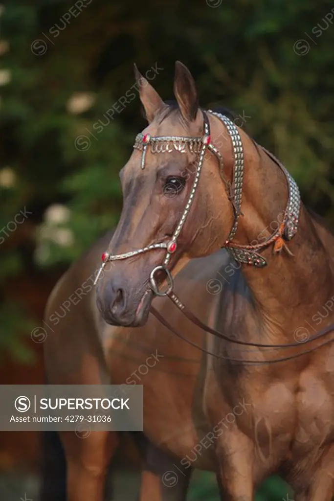 Akhal-Teke horse - standing