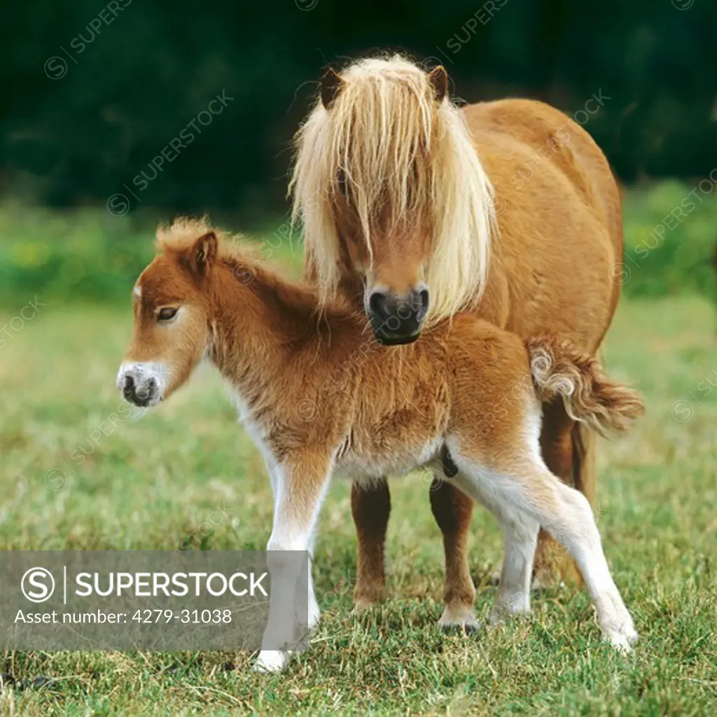 Mini Shetland Pony and foal