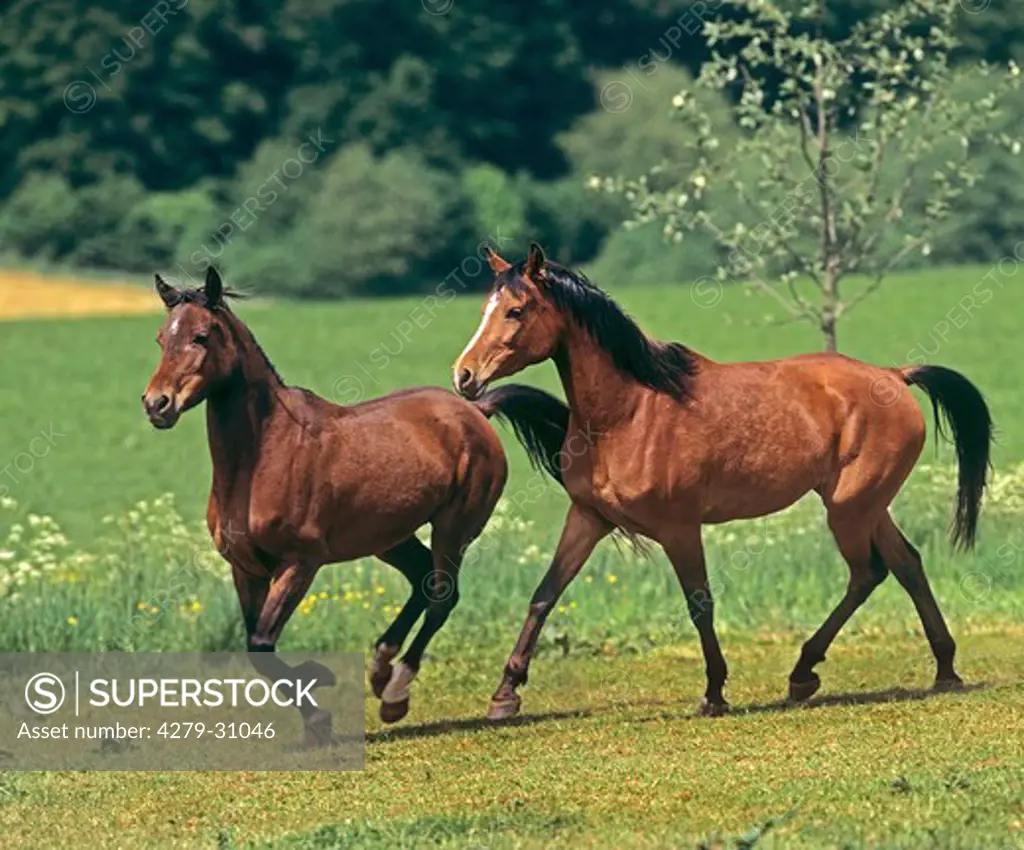 two young Arabian horses - running on meadow