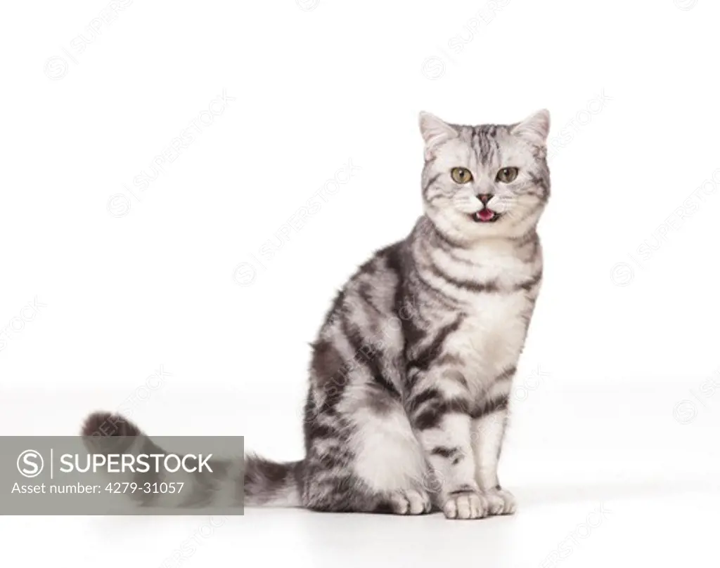 British Shorthair cat - sitting - cut out