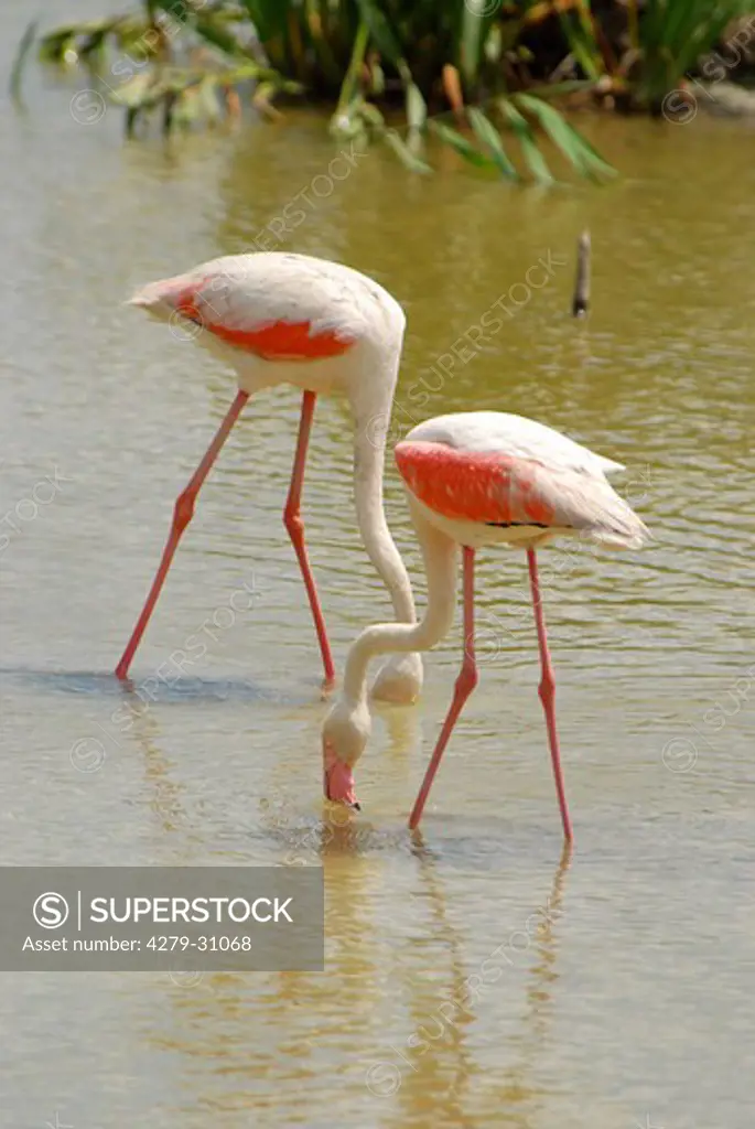 two Flamingos - standing in the water