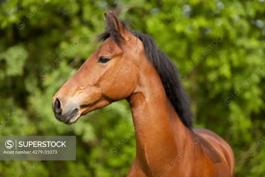 New Forest Pony - portrait