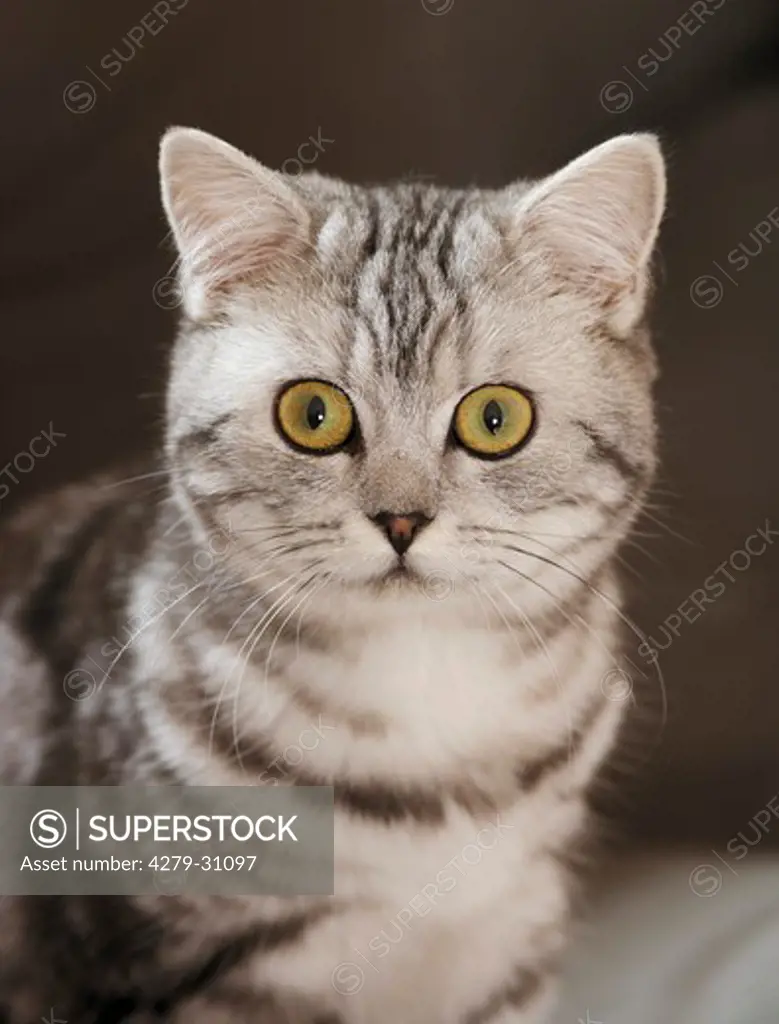 British Shorthair cat - portrait