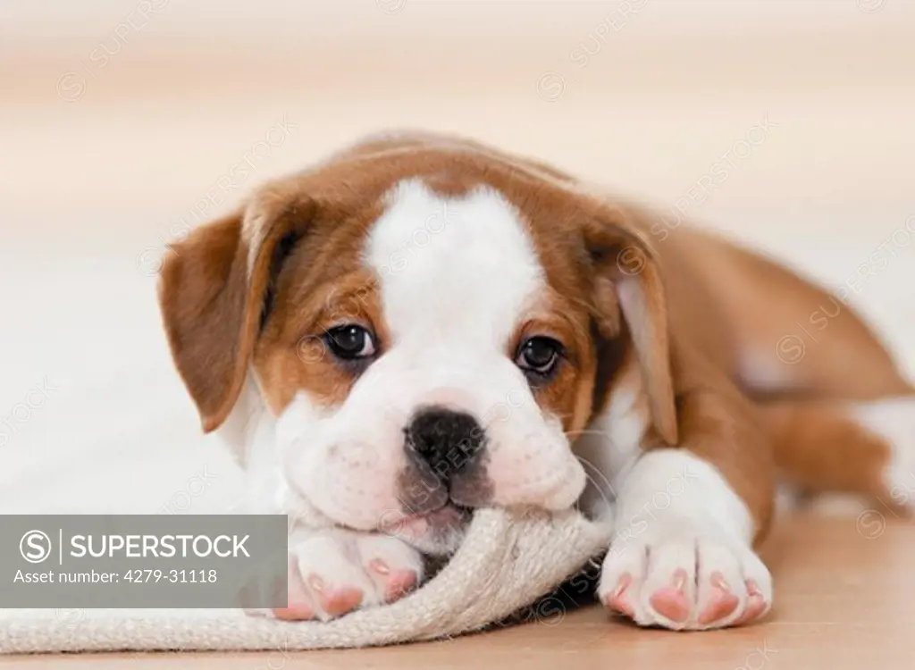 Continental Bulldog - puppy lying - portrait