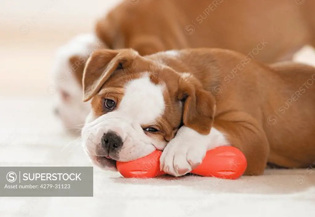 Continental Bulldog - puppy lying - chewing at toy