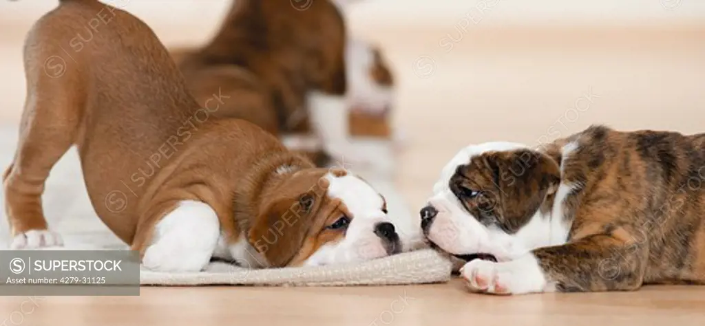 Continental Bulldog - two puppies lying