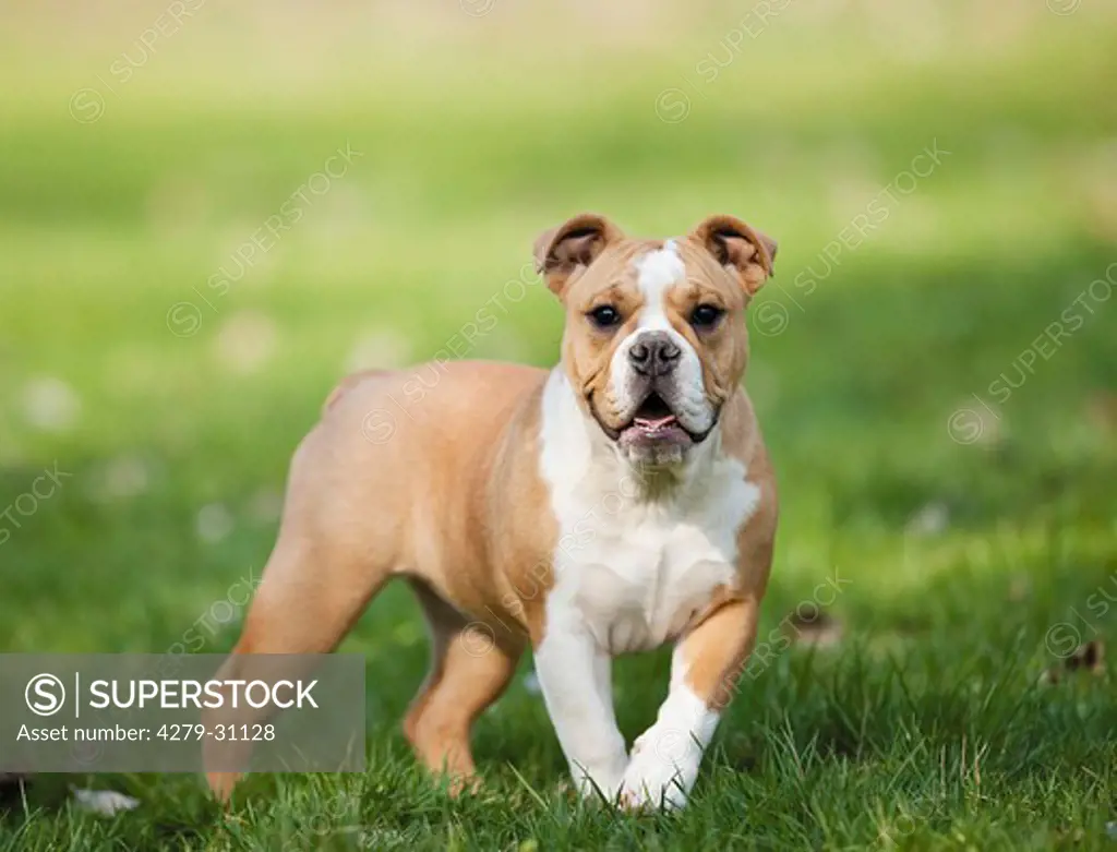 Continental Bulldog - puppy standing on meadow