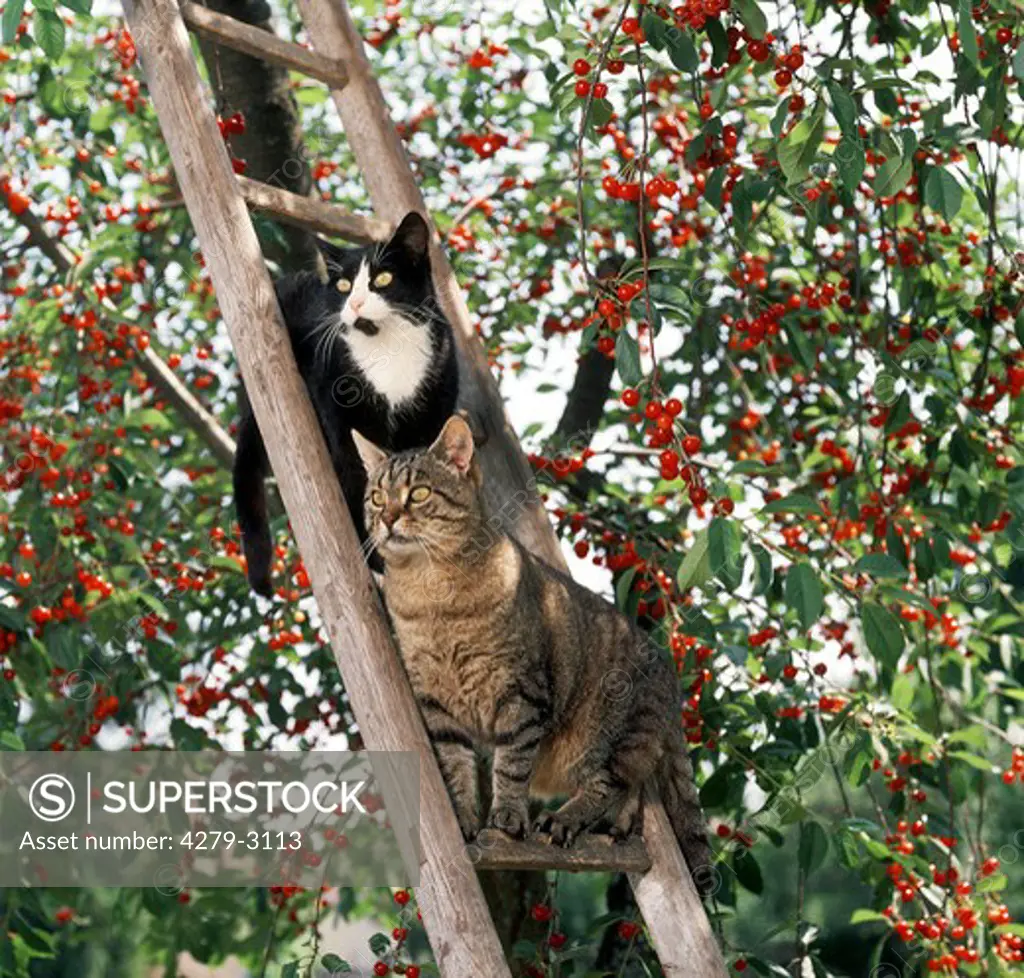 two cats on ledder at a cherry tree