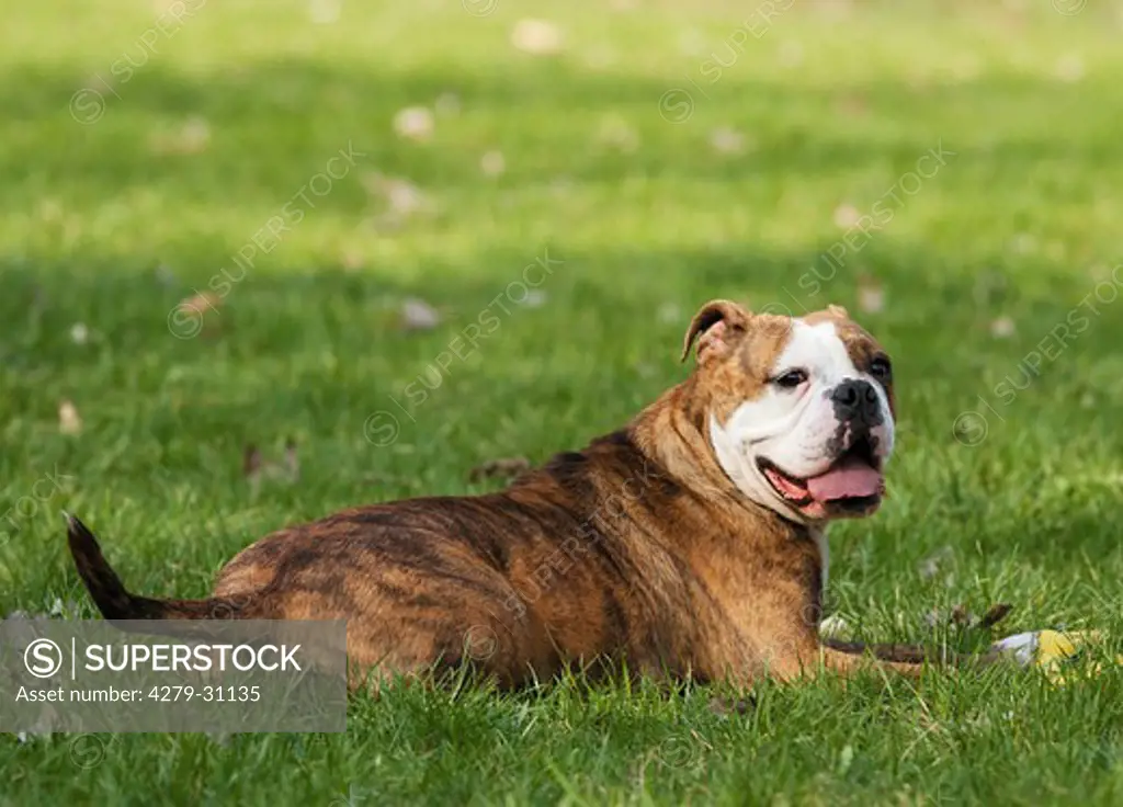 Continental Bulldog - lying on meadow