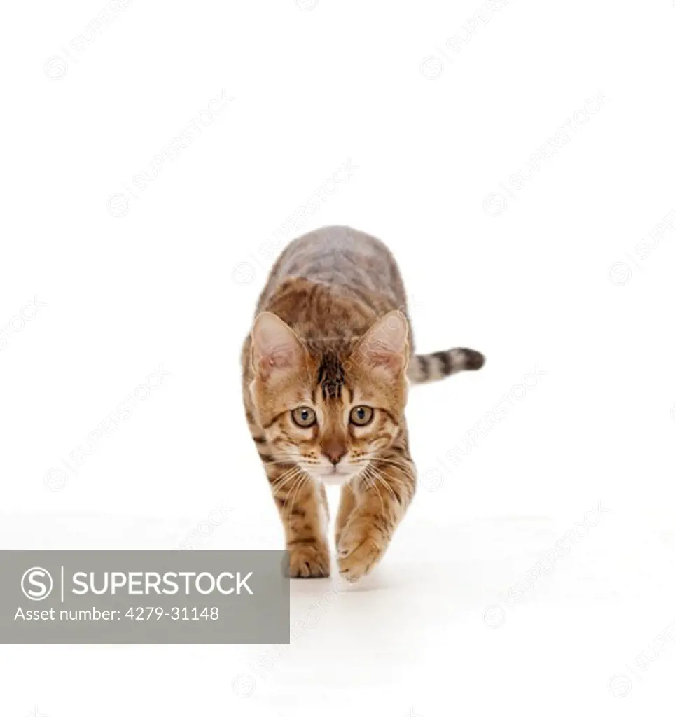 young Bengal cat - creeping - cut out