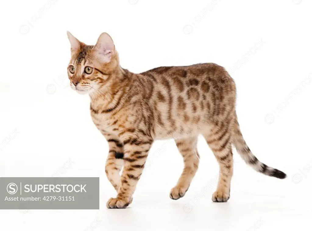 young Bengal cat - walking - cut out