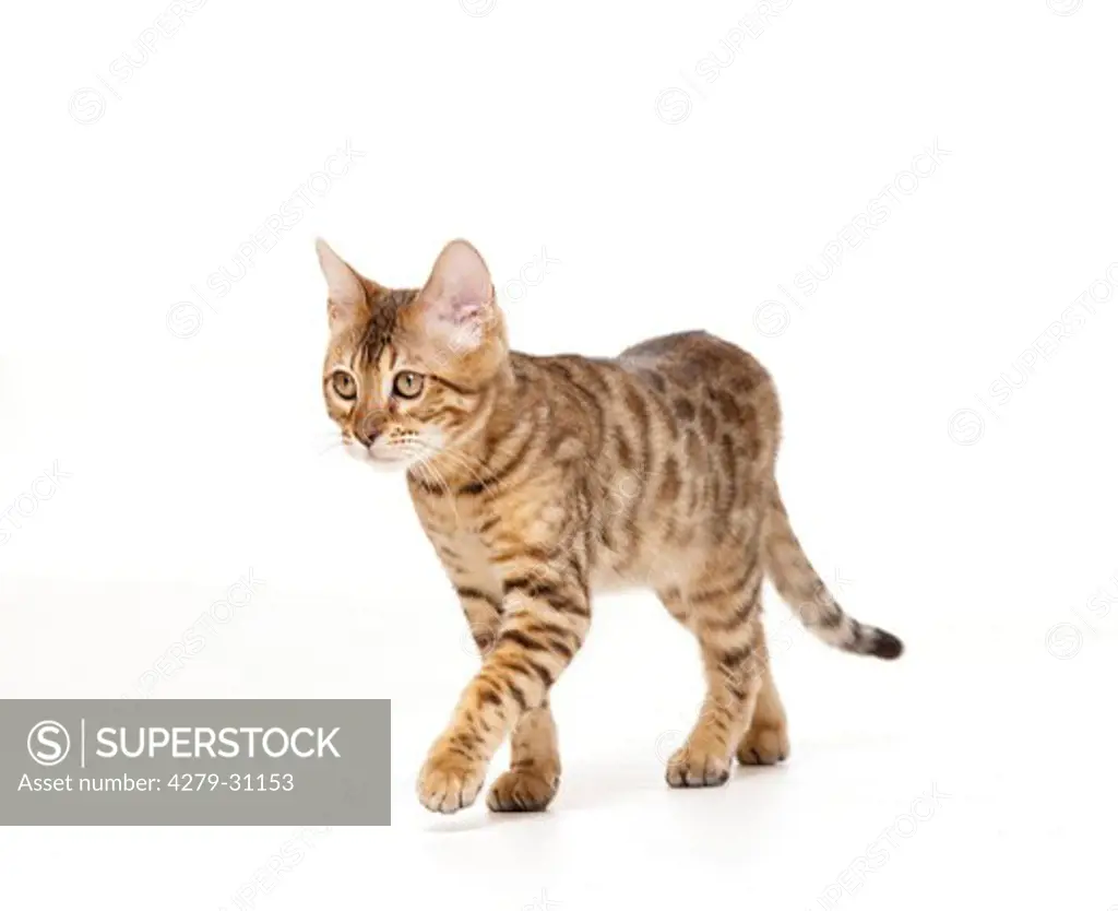 young Bengal cat - walking - cut out