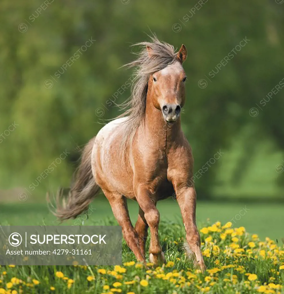 Knabstrupper horse on meadow, braun, braune, braunes, brown, brauner,