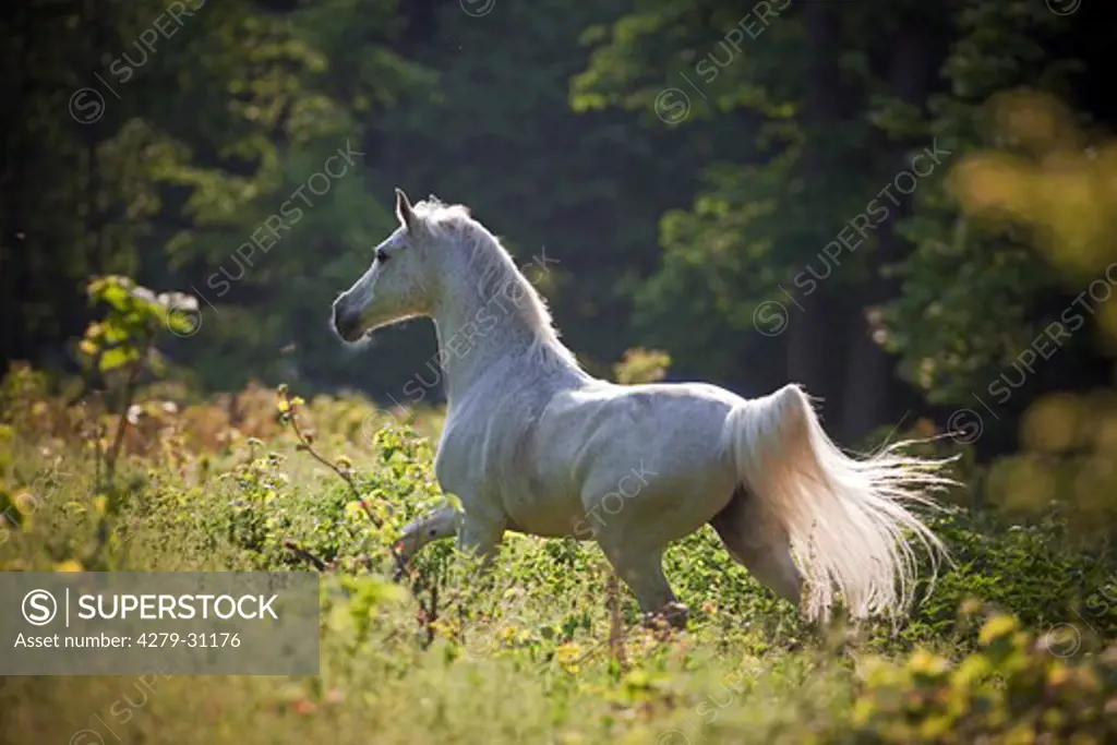 Arabian horse - walking in the forest