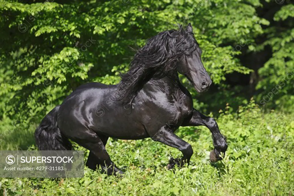 Friesian horse - galloping